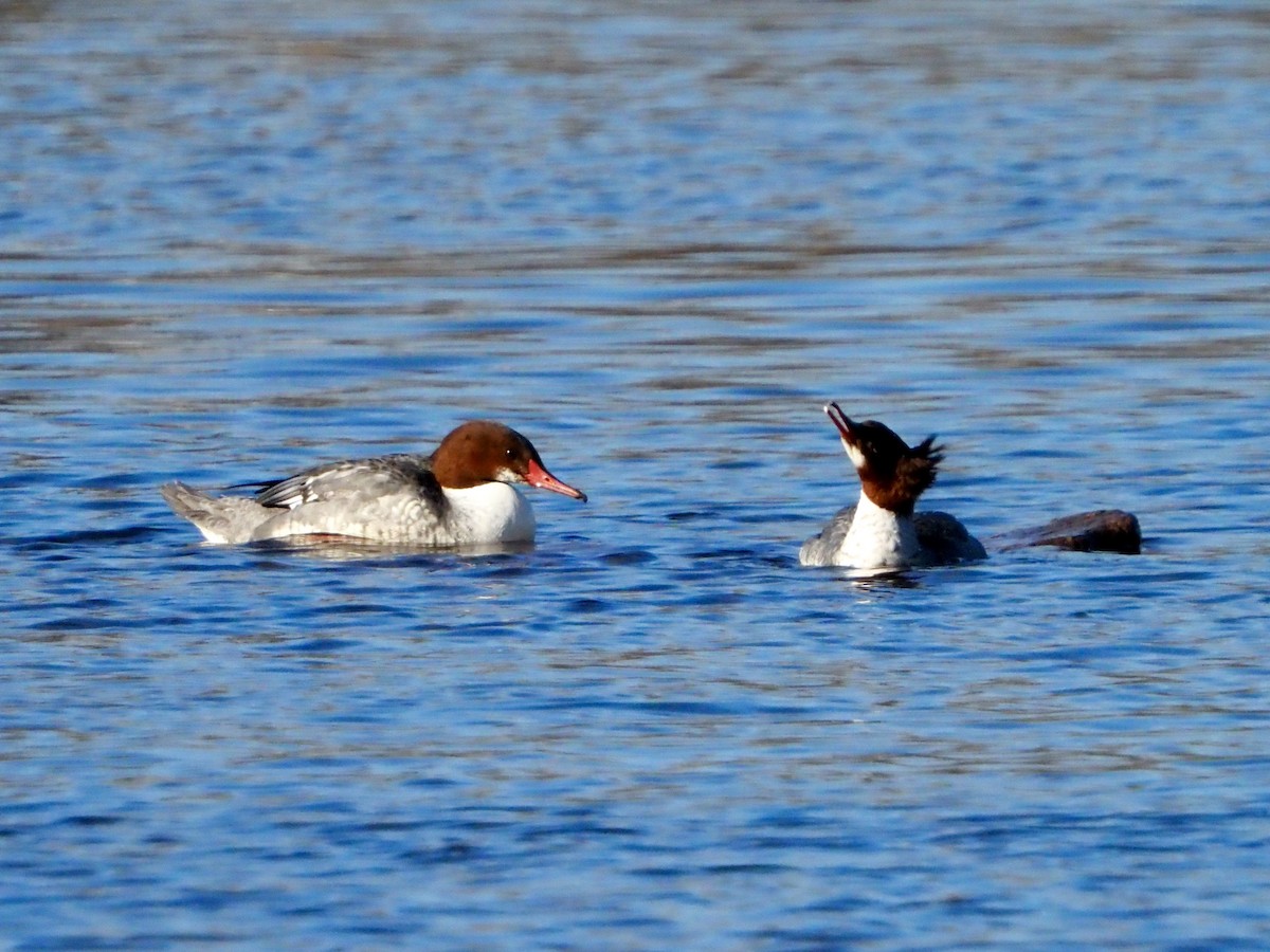 Zerra handia - ML646315717