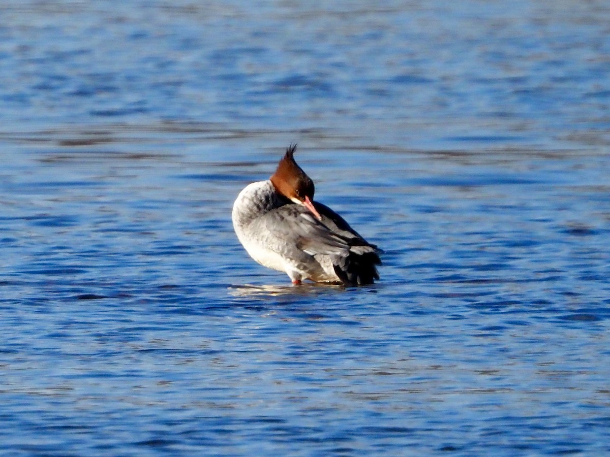 Zerra handia - ML646315718