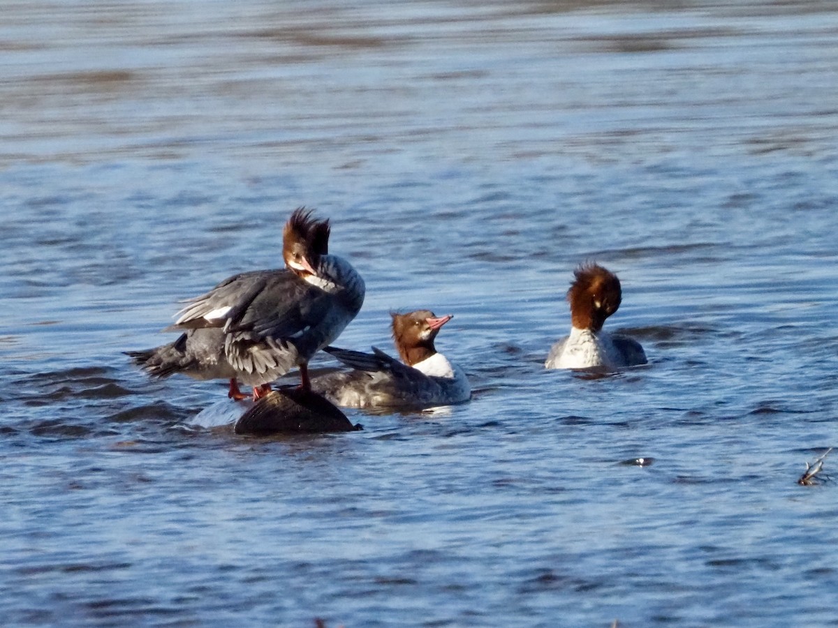 Zerra handia - ML646315719