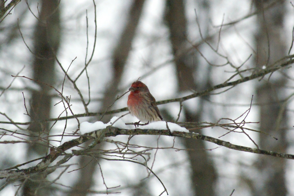 Burugorri arrunta - ML646315720