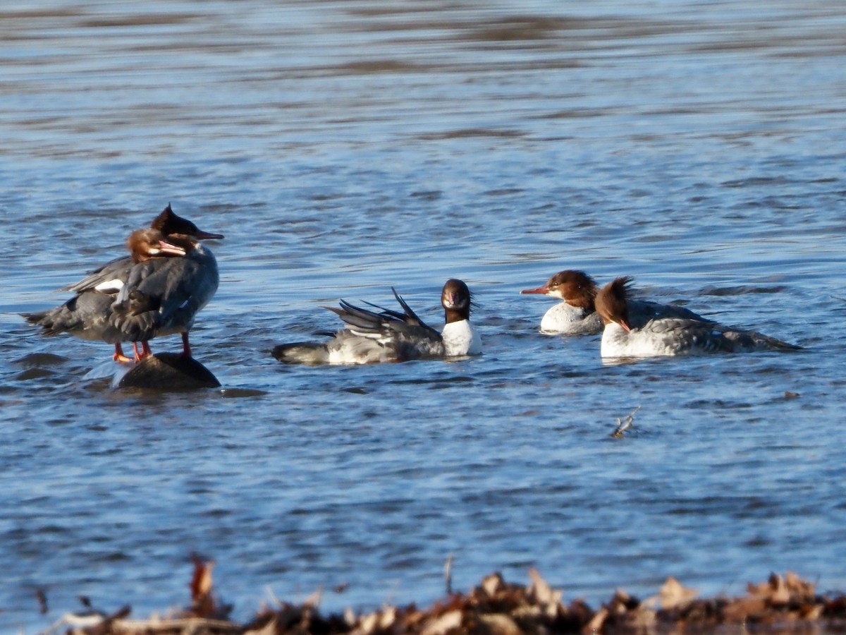 Zerra handia - ML646315721