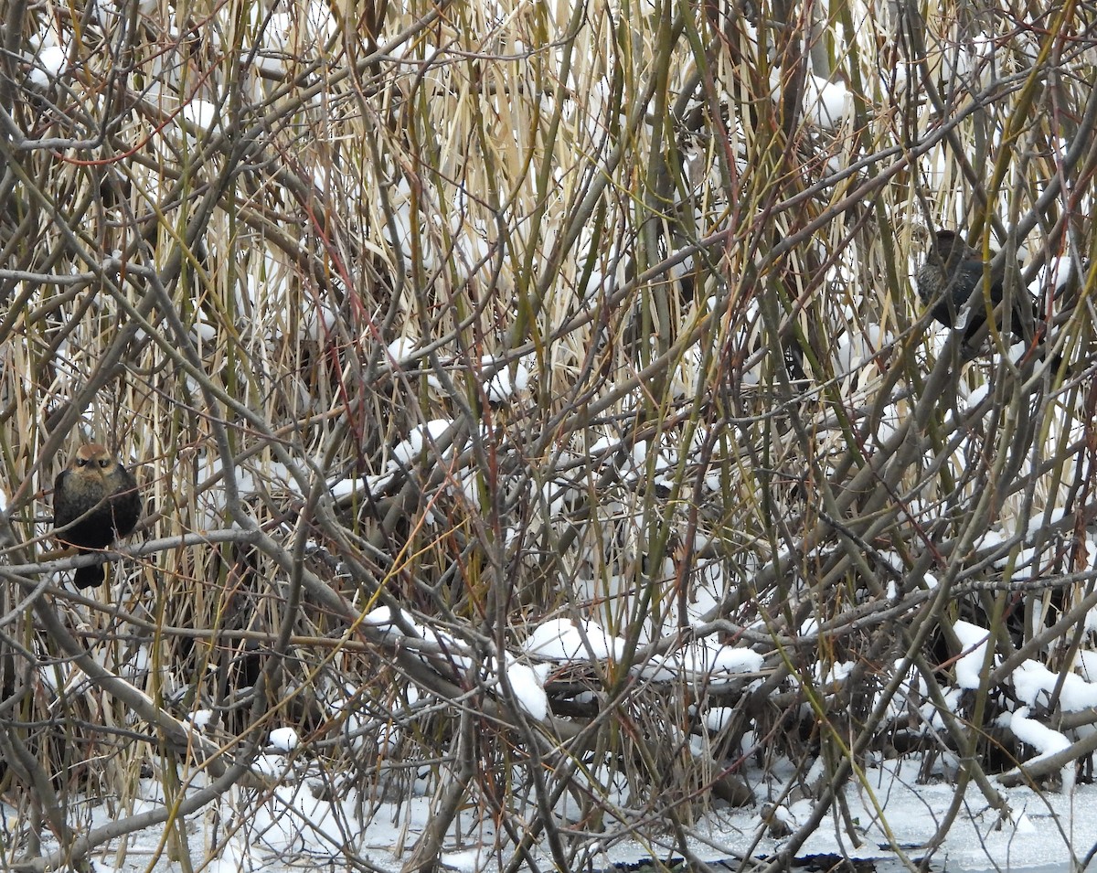 Rusty Blackbird - ML646315722