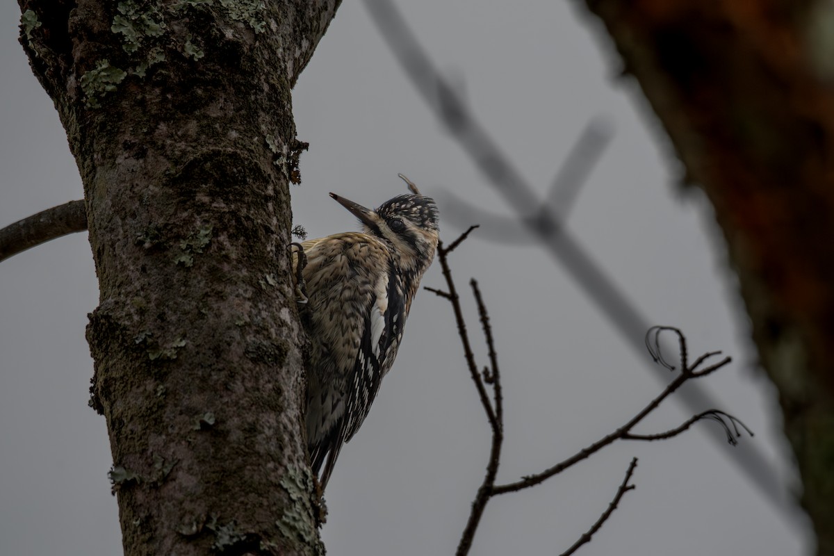 Yellow-bellied Sapsucker - ML646315723