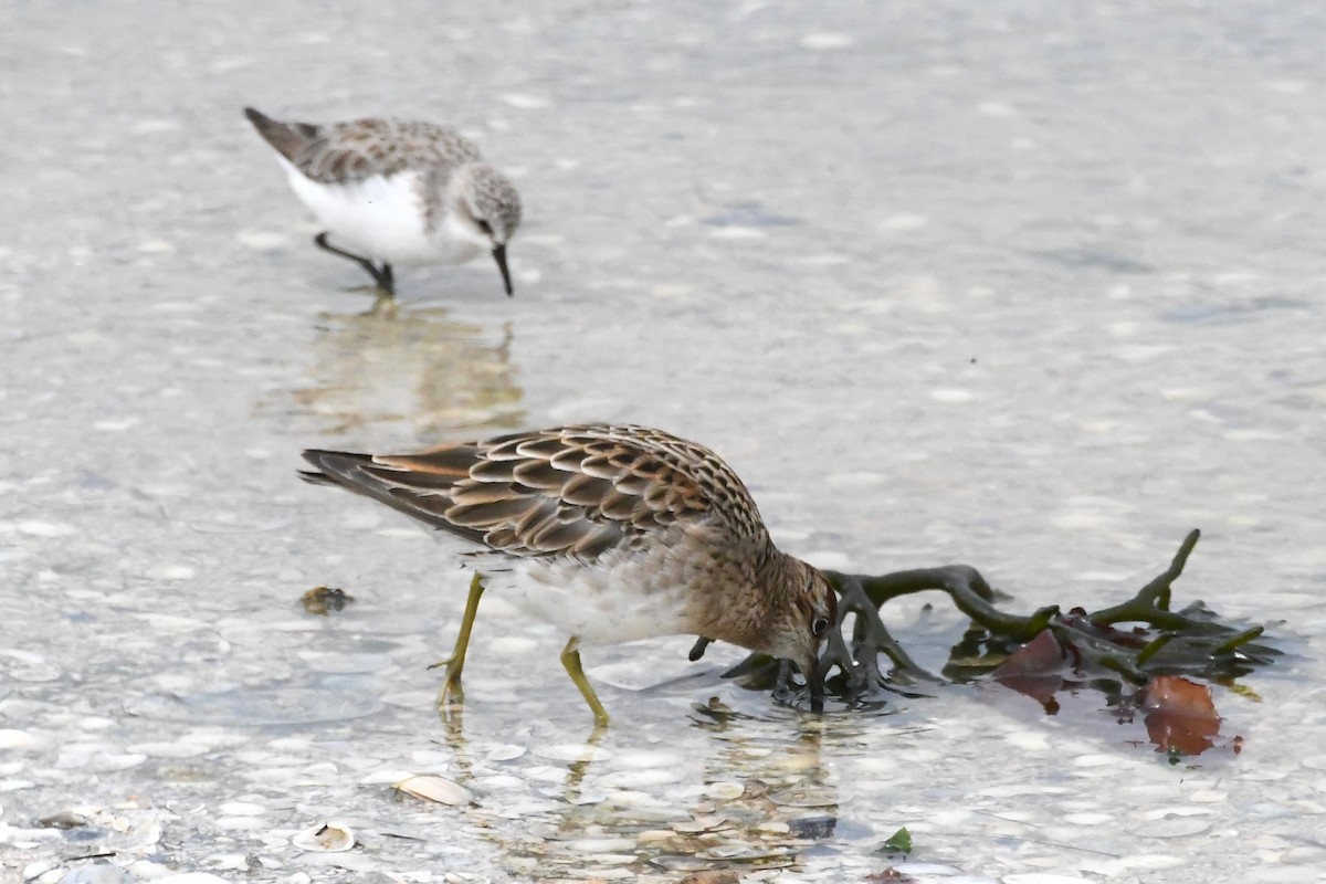 Txirri buztanzorrotza - ML646315724