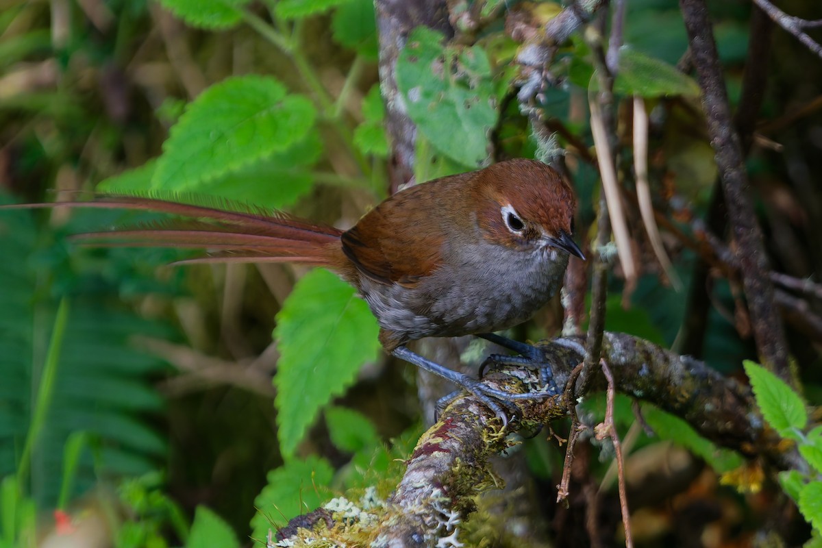 Eye-ringed Thistletail - ML646315725
