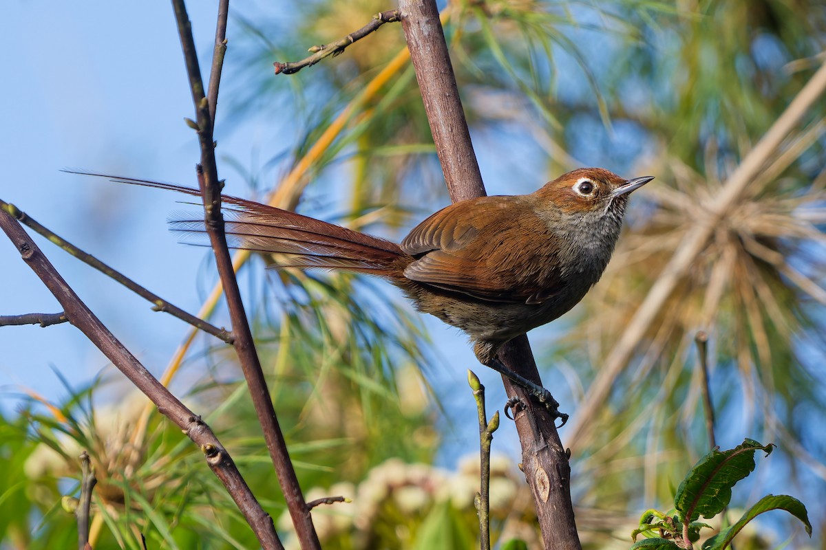 Eye-ringed Thistletail - ML646315726
