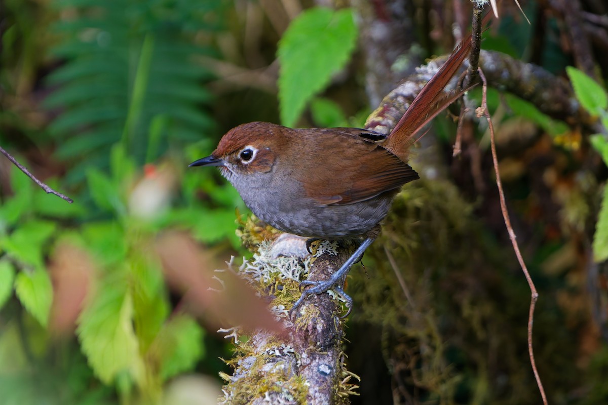 Eye-ringed Thistletail - ML646315727