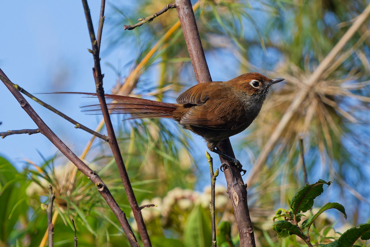 Eye-ringed Thistletail - ML646315728