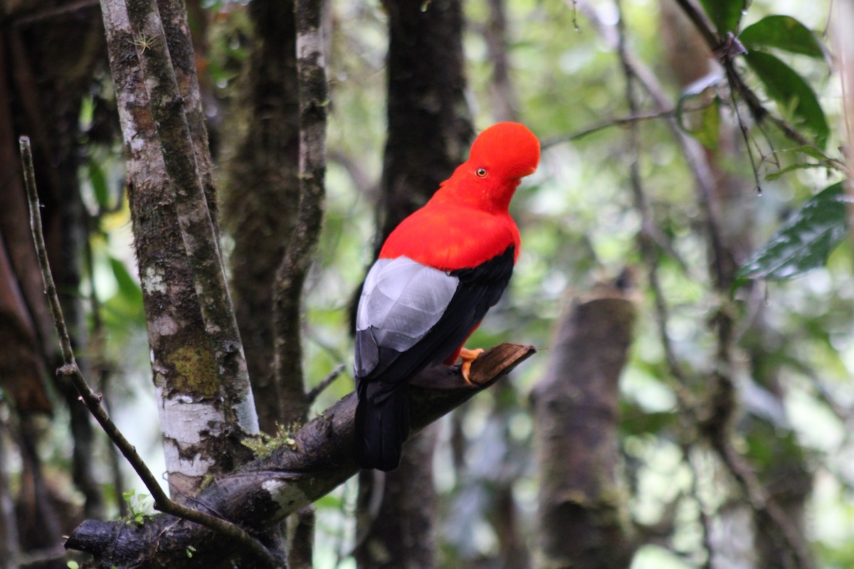 Andean Cock-of-the-rock - ML646315729