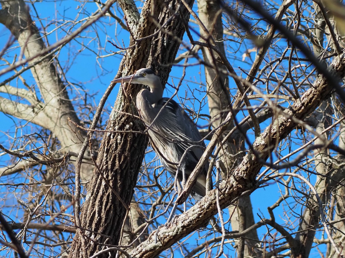 Koartza hauskara amerikarra - ML646315730