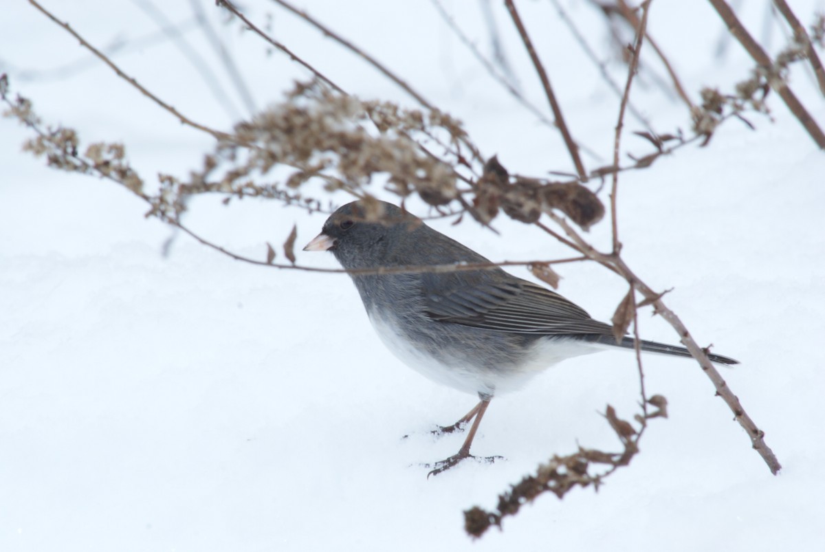 Dark-eyed Junco - ML646315731
