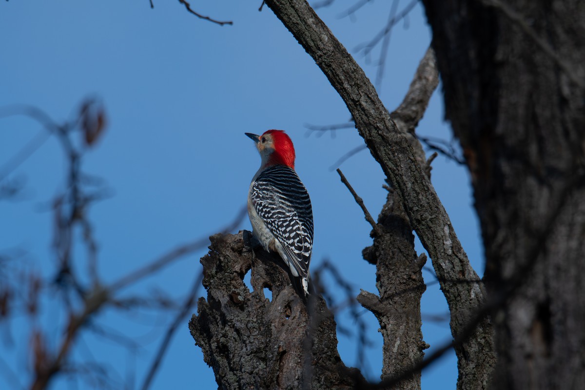 Red-bellied Woodpecker - ML646315732