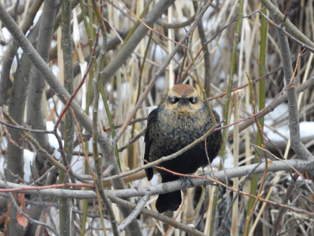 Rusty Blackbird - ML646315733