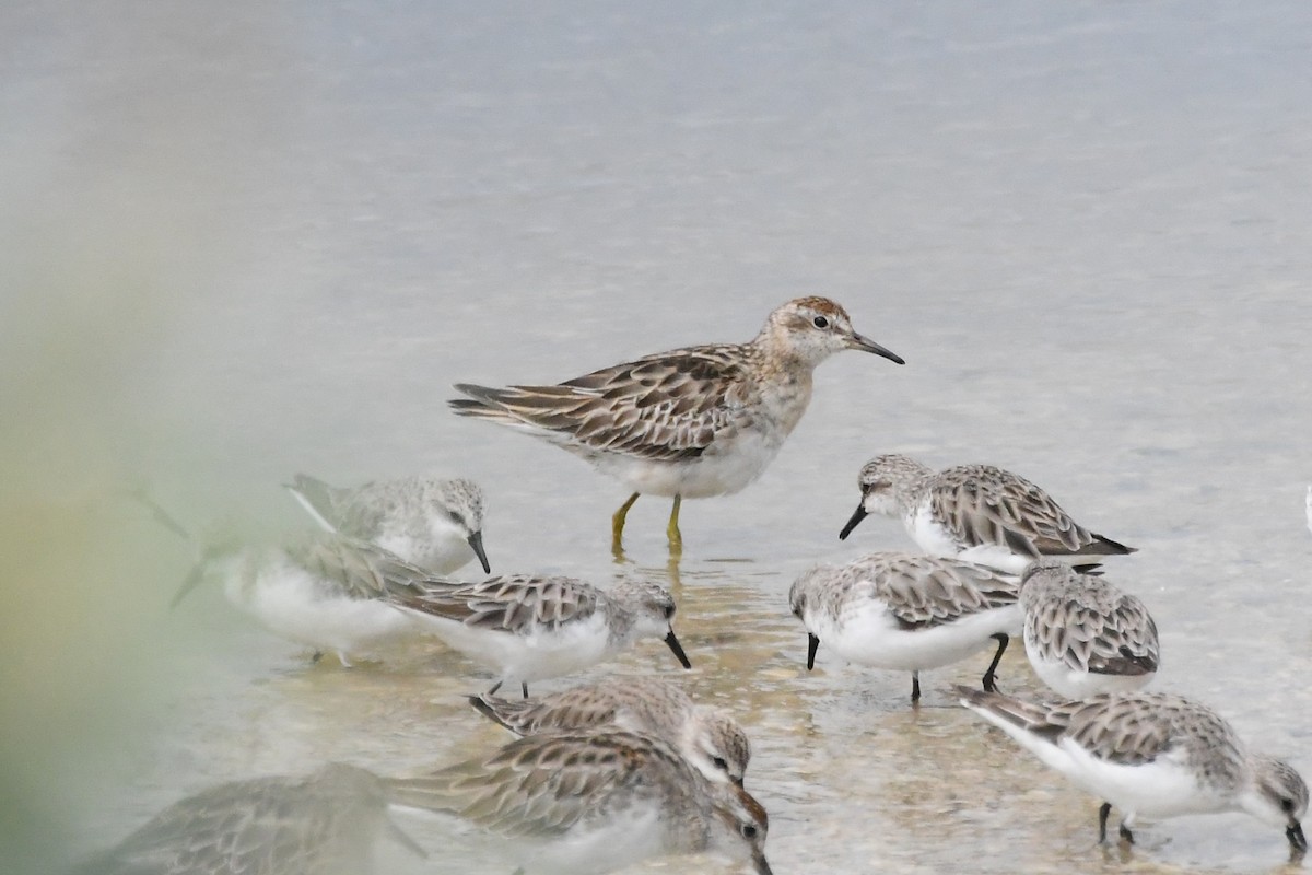 Txirri buztanzorrotza - ML646315734