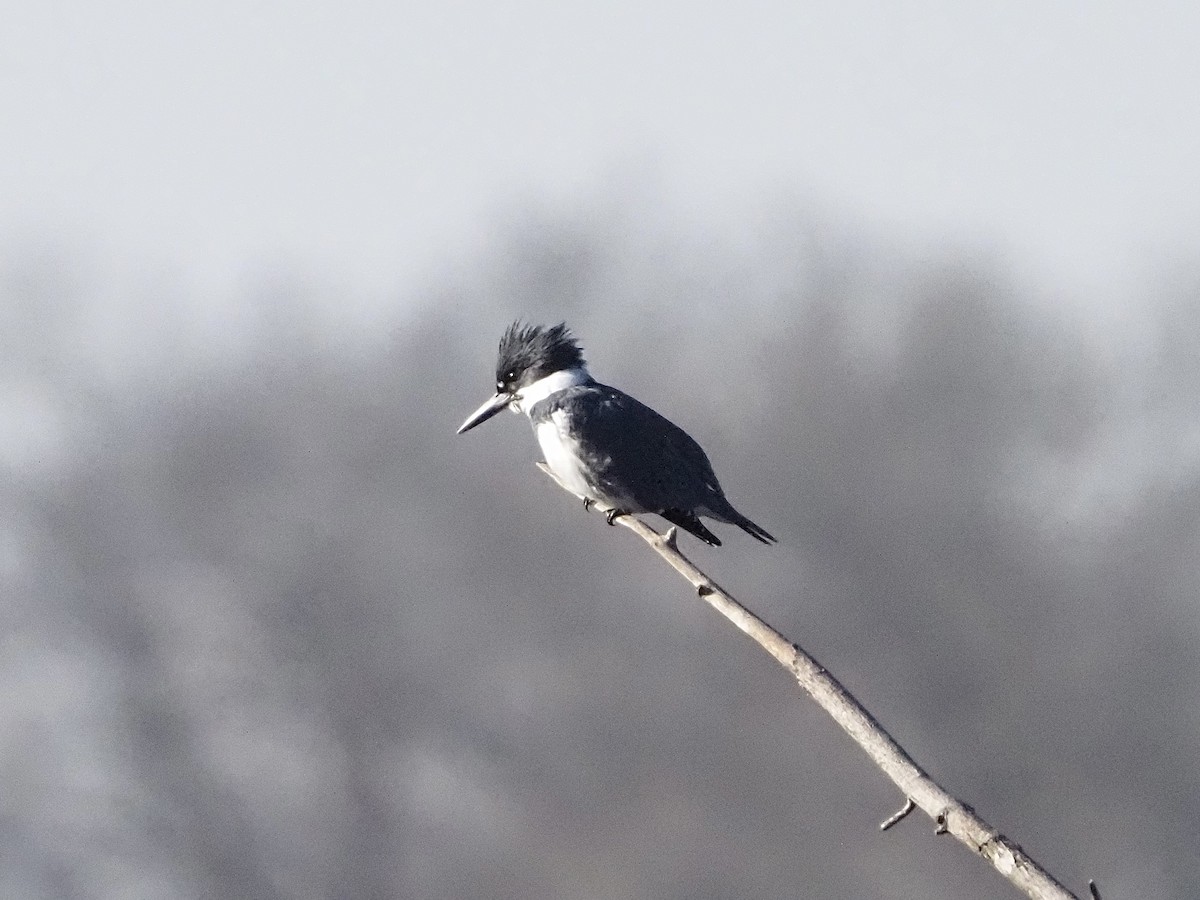 Martin handi iparramerikarra - ML646315735