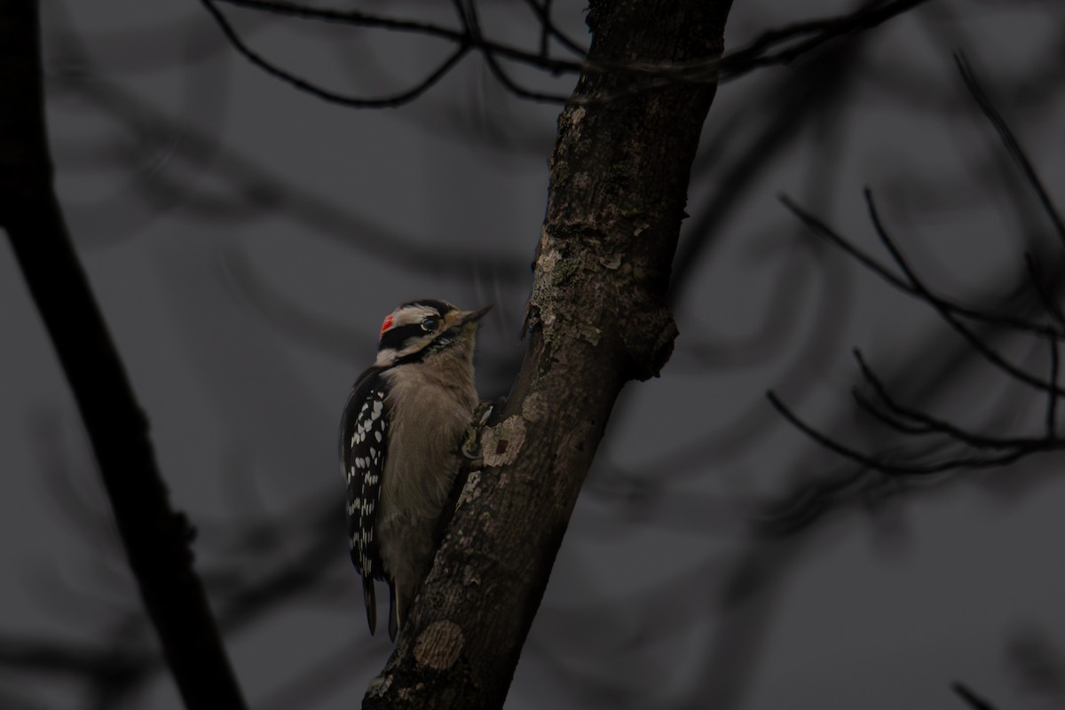 Downy Woodpecker - ML646315736