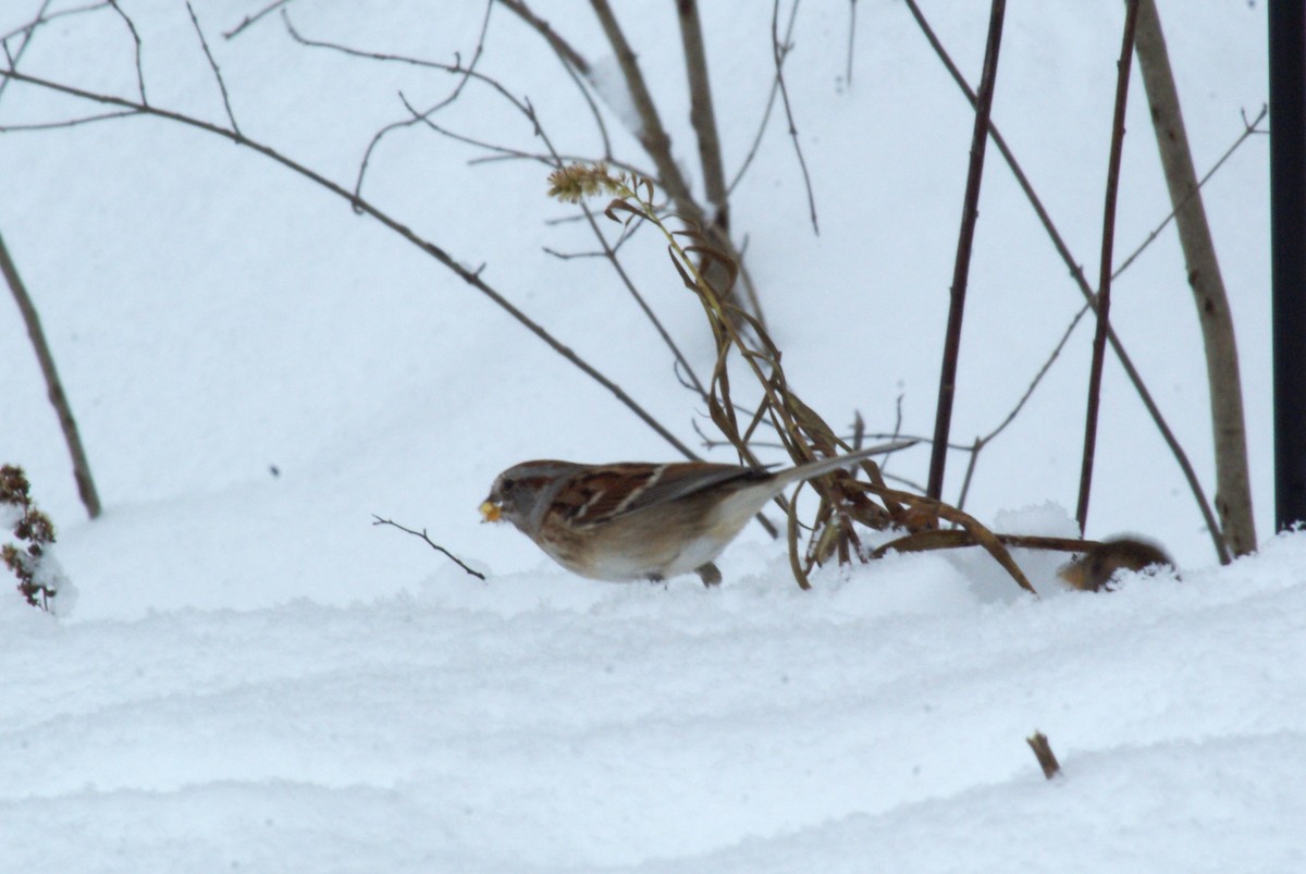 American Tree Sparrow - ML646315737