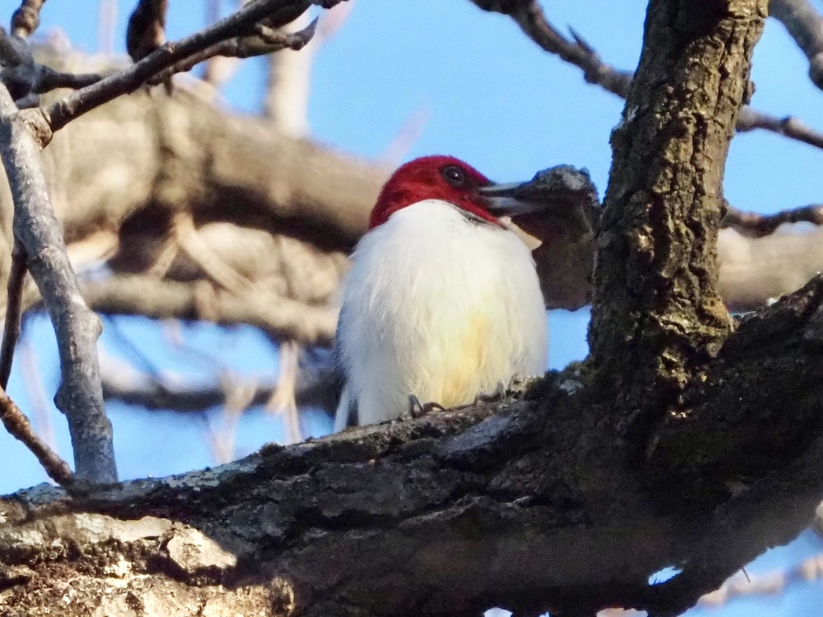 Red-headed Woodpecker - ML646315738