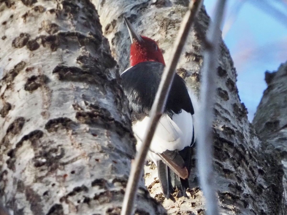 Red-headed Woodpecker - ML646315739
