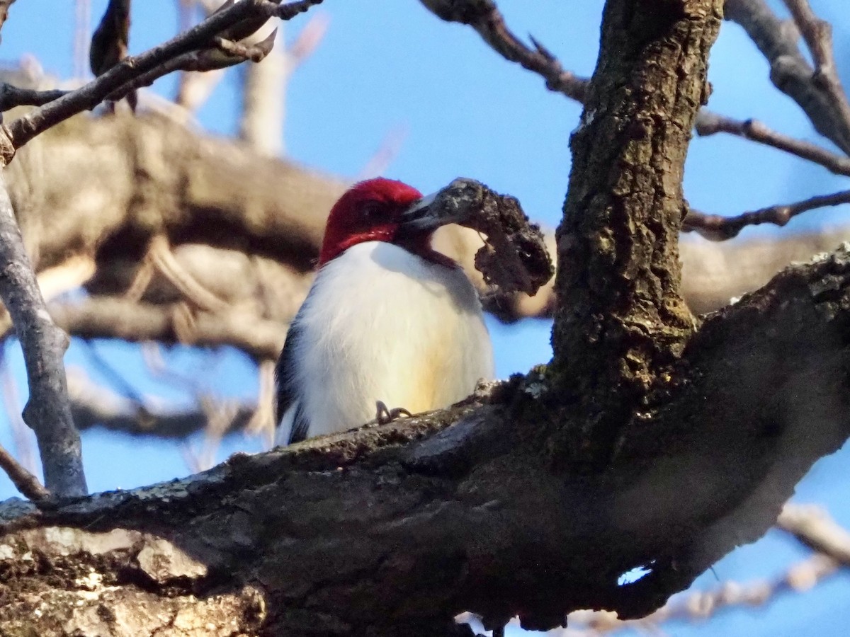 Red-headed Woodpecker - ML646315740