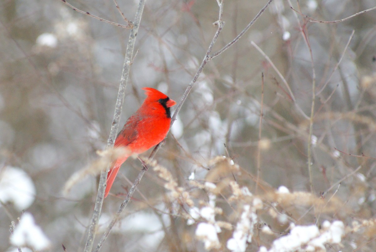 Kardinal arrunta - ML646315742