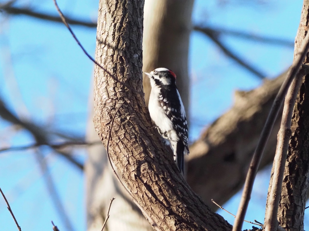Downy Woodpecker - ML646315743