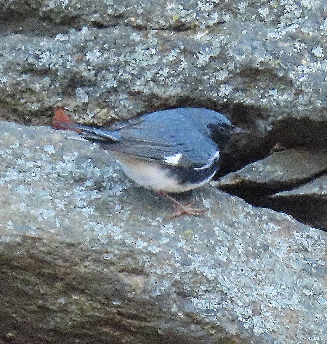 Black-throated Blue Warbler - ML646315744