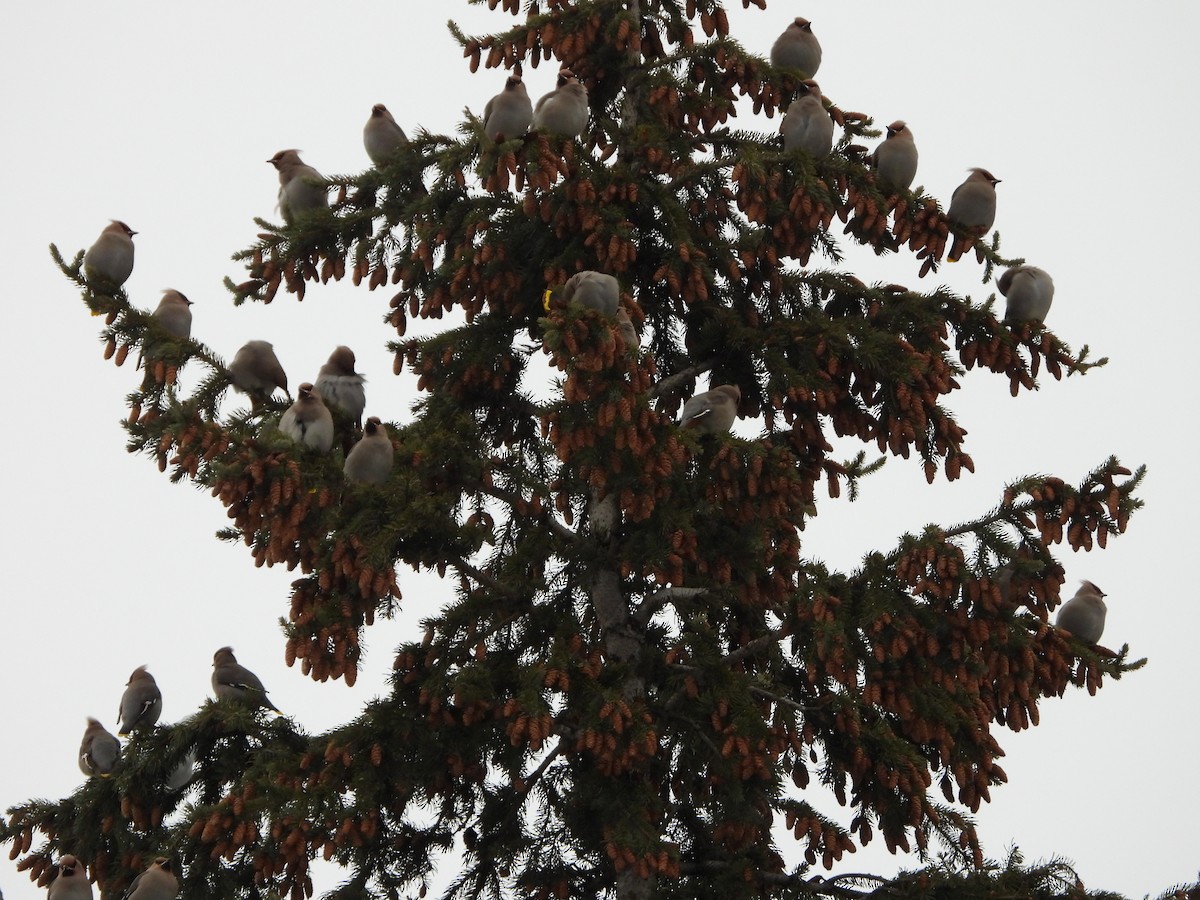 Buztanori boreala - ML646315745