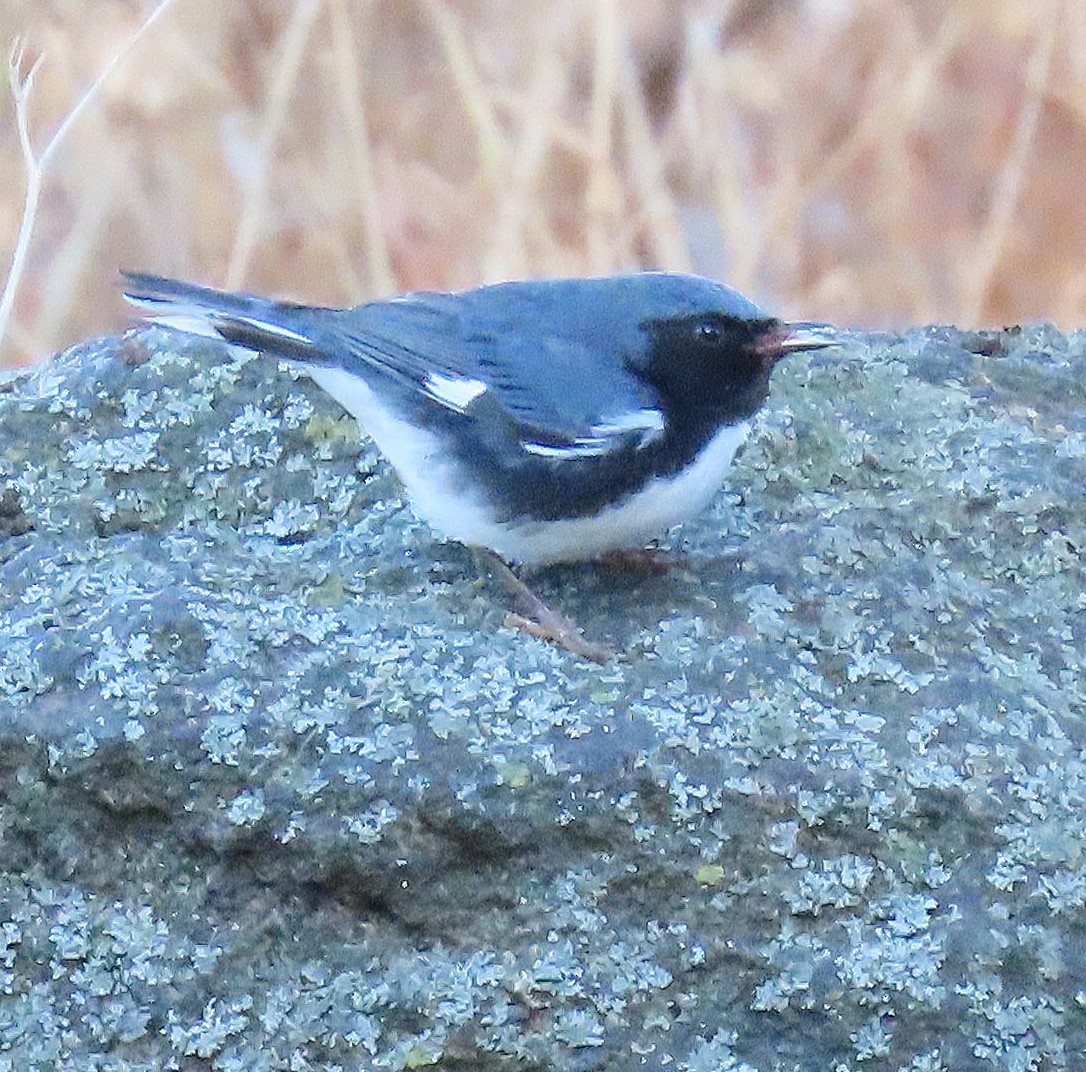 Black-throated Blue Warbler - ML646315746