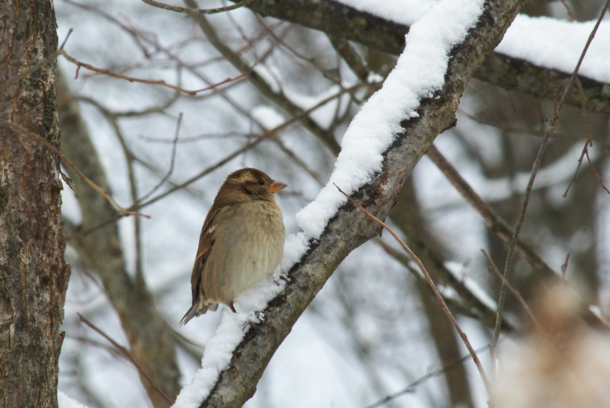 House Sparrow - ML646315747