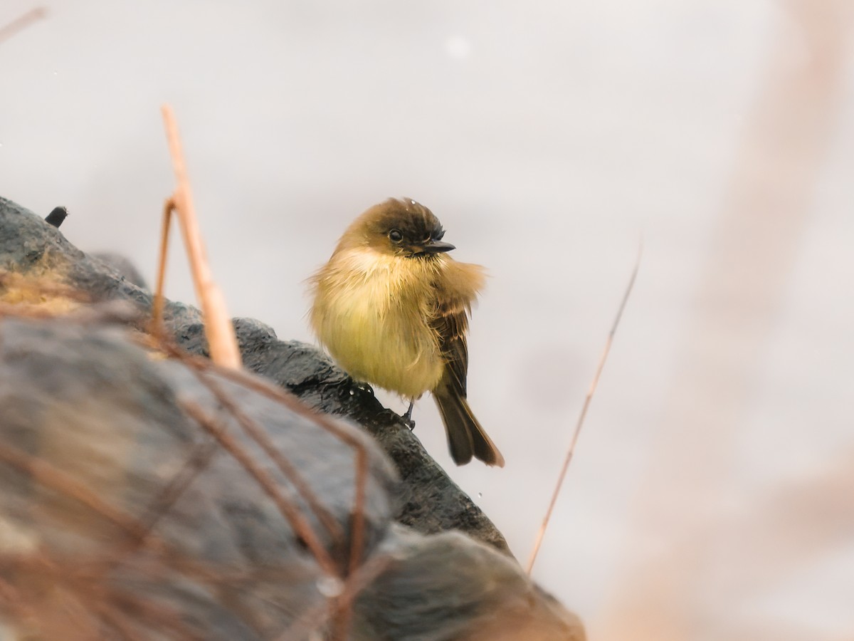 tyranovec domácí - ML646315748