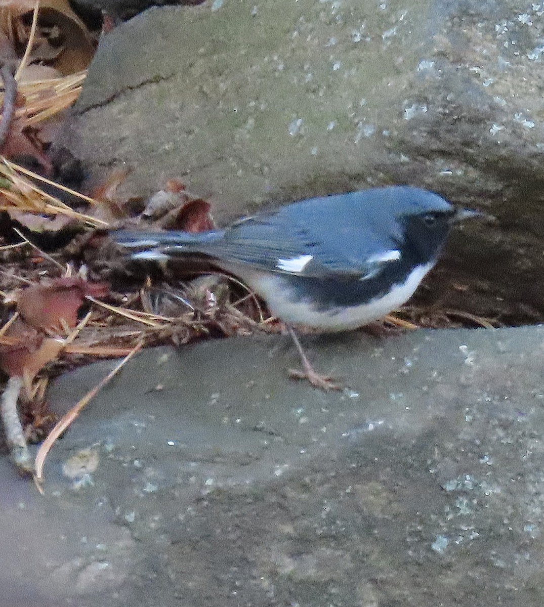 Black-throated Blue Warbler - ML646315750