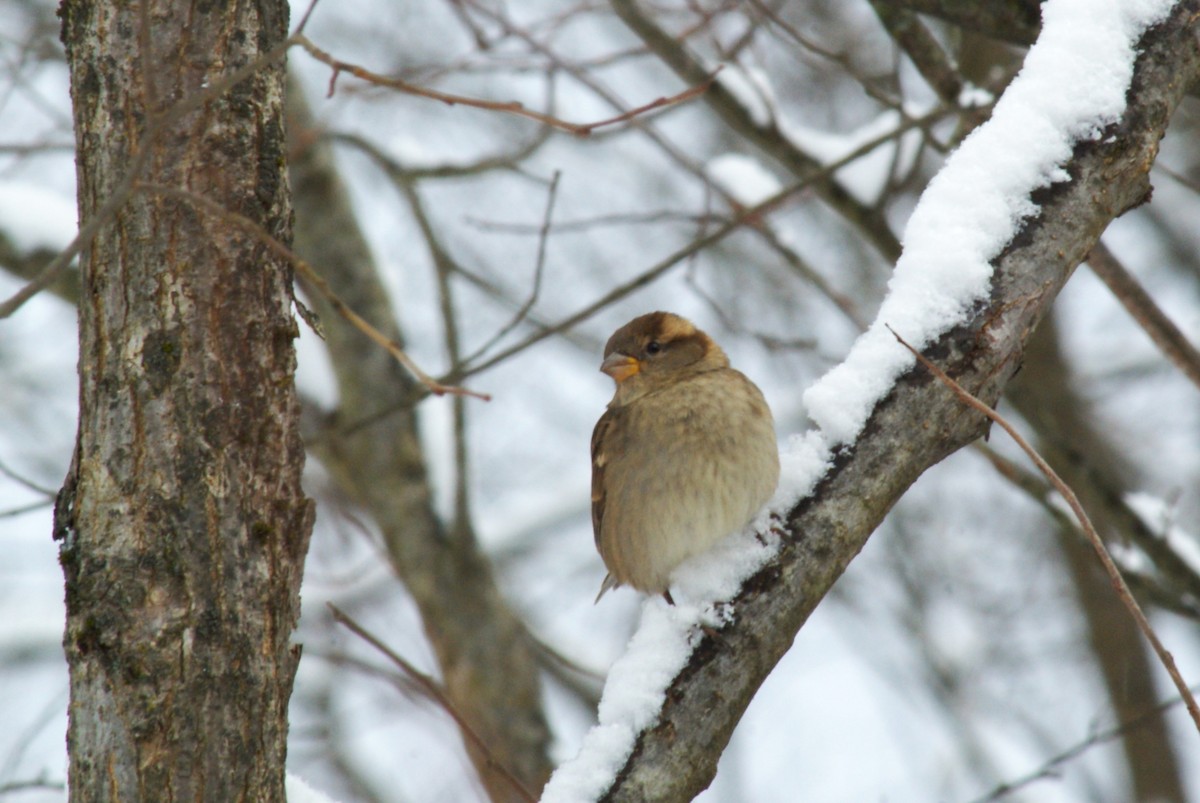 House Sparrow - ML646315754