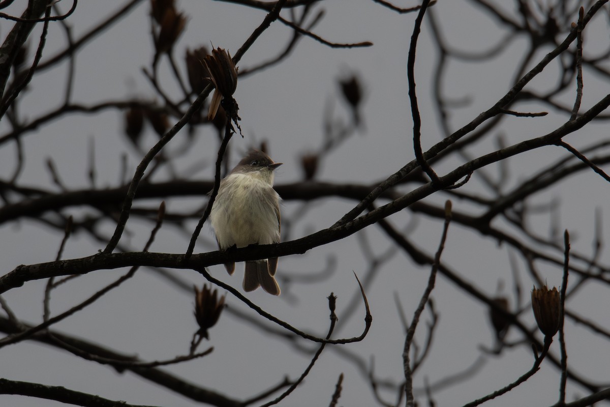 Ak Karınlı Fibi - ML646315757