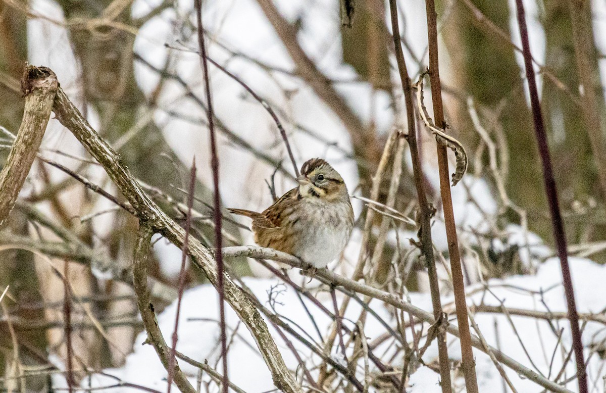 Swamp Sparrow - ML646315759