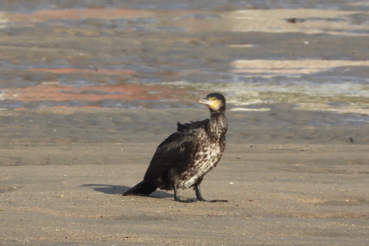 kormorán velký - ML646315762