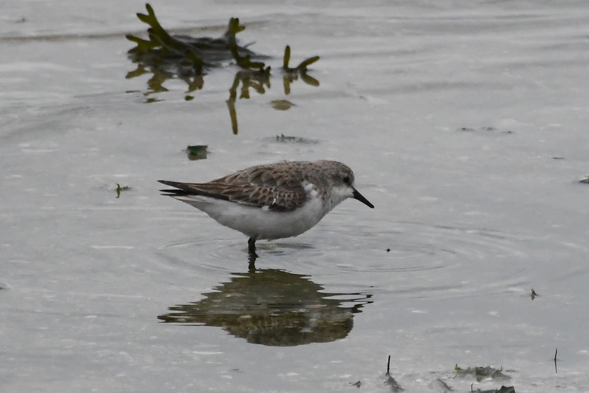 Gambecchio collorosso - ML646315763