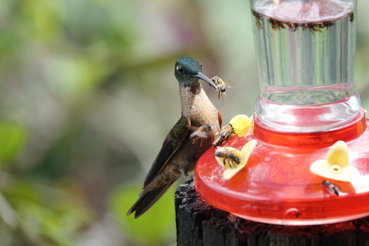 Fawn-breasted Brilliant - ML646315764
