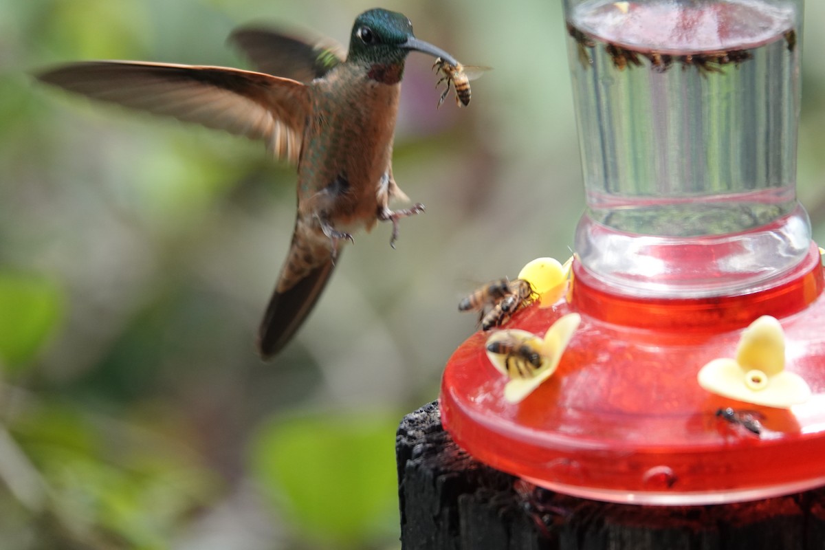 Fawn-breasted Brilliant - ML646315765