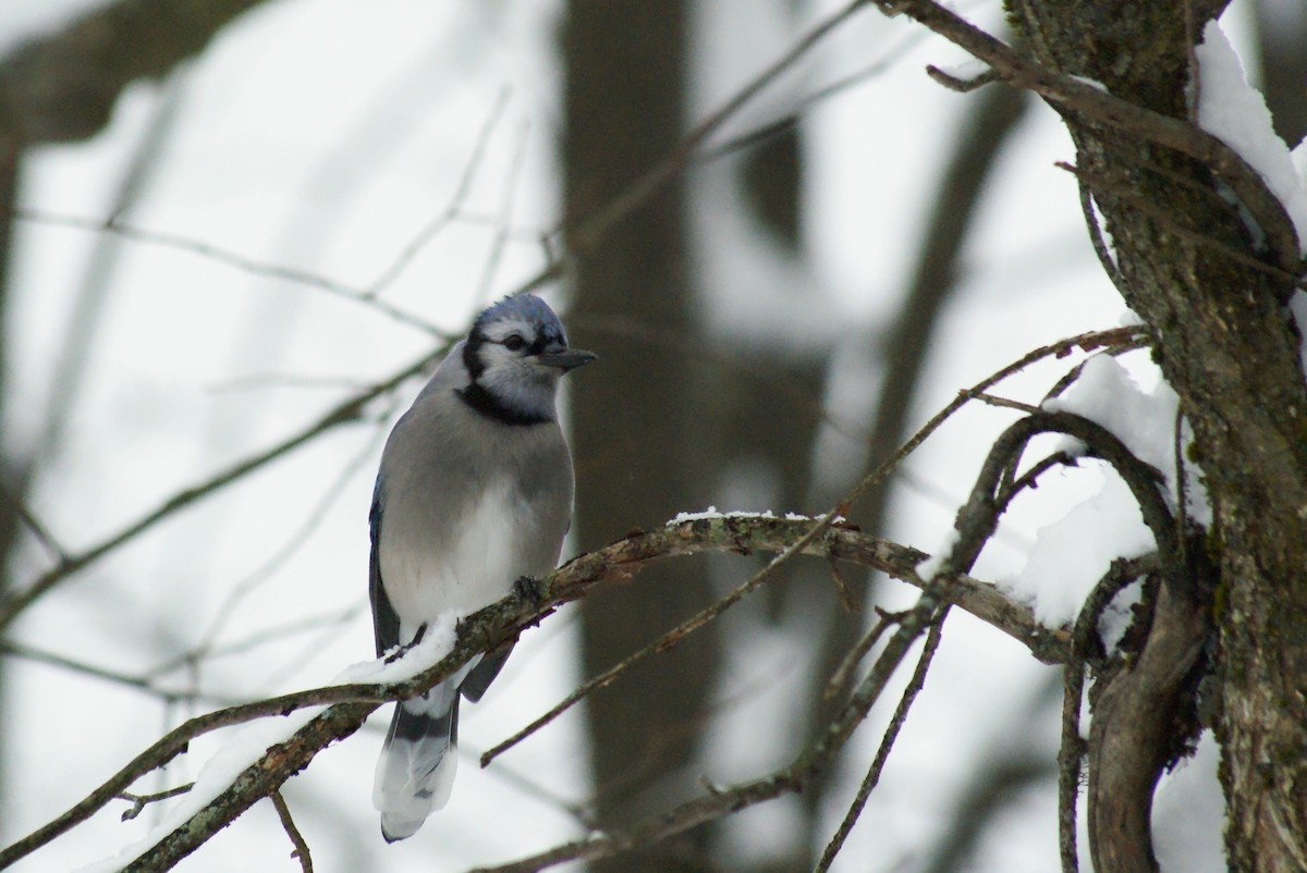 Blue Jay - ML646315768