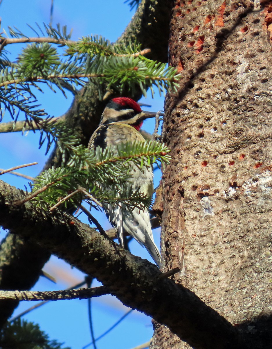 Yellow-bellied Sapsucker - ML646315770