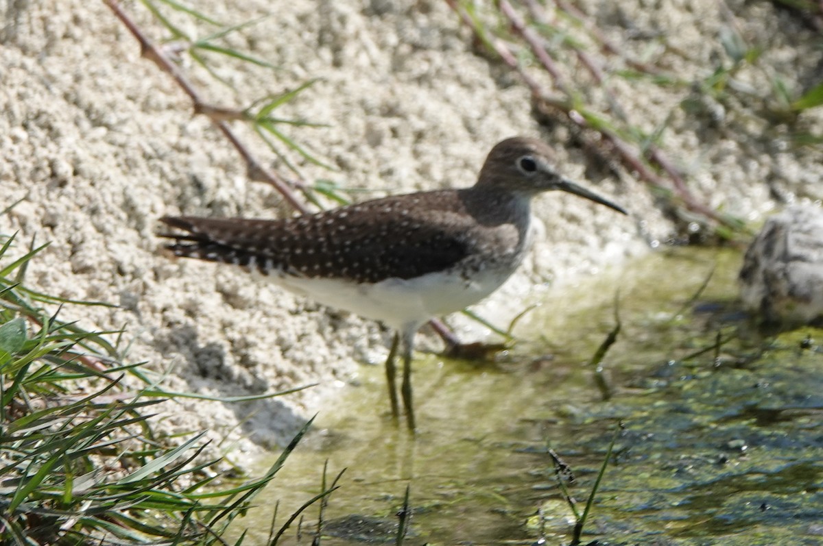 Solitary Sandpiper - ML646315772
