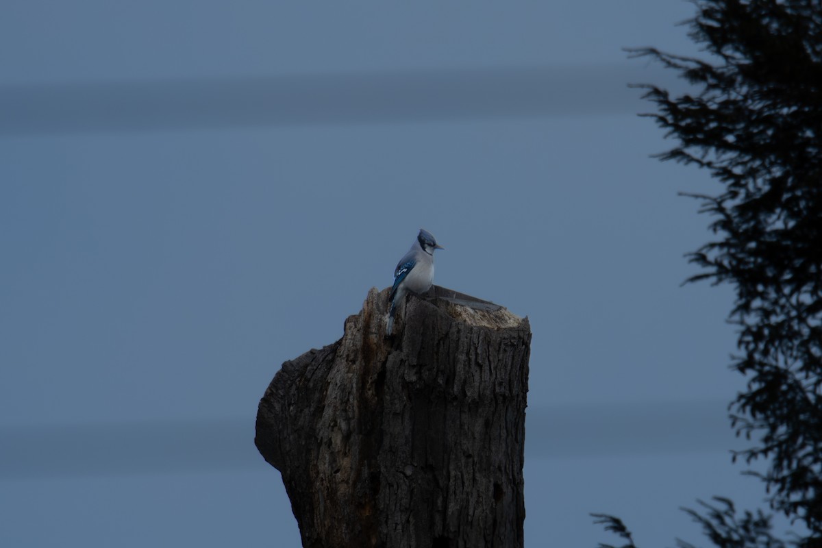 Mavi Karga - ML646315775