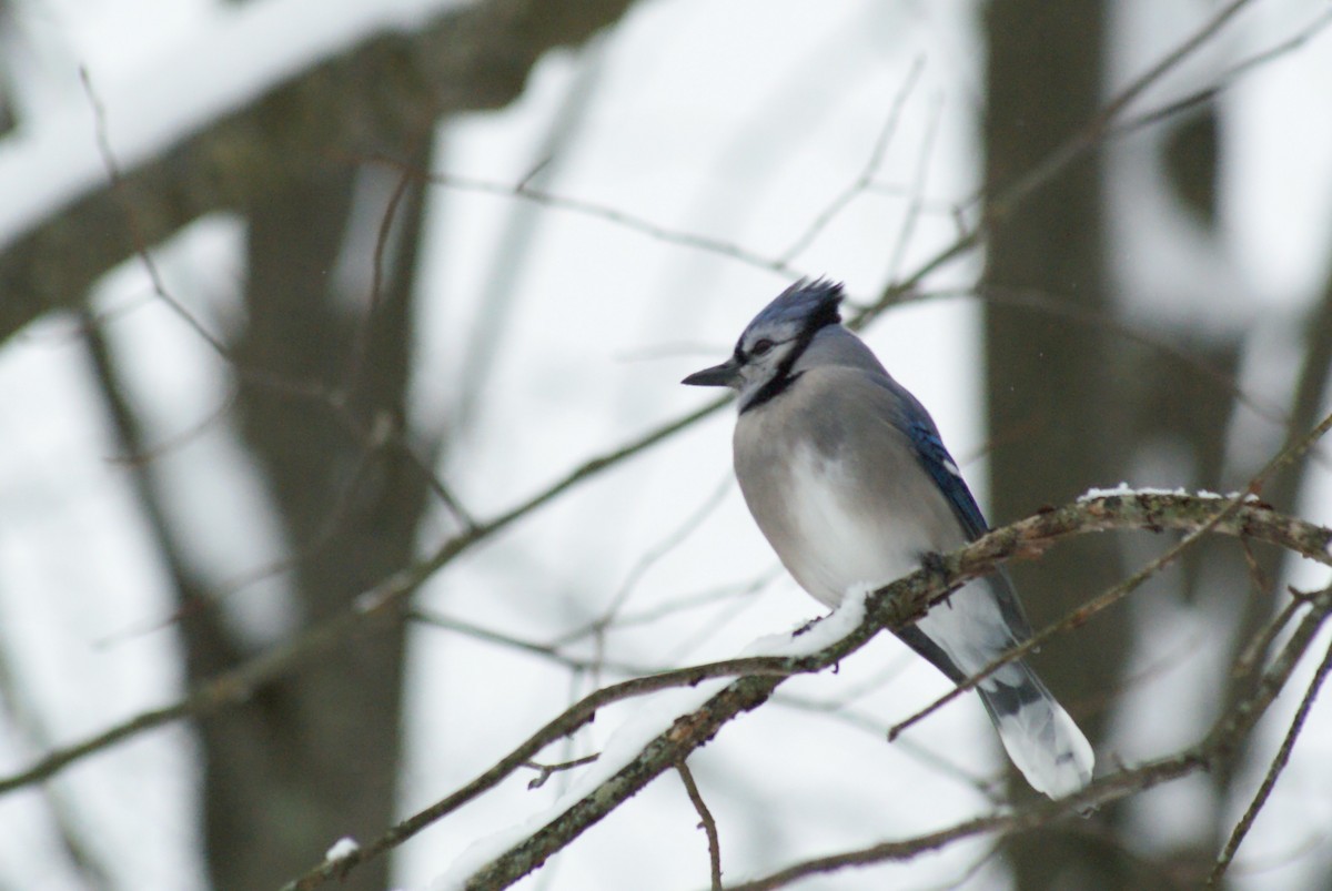 Blue Jay - ML646315776