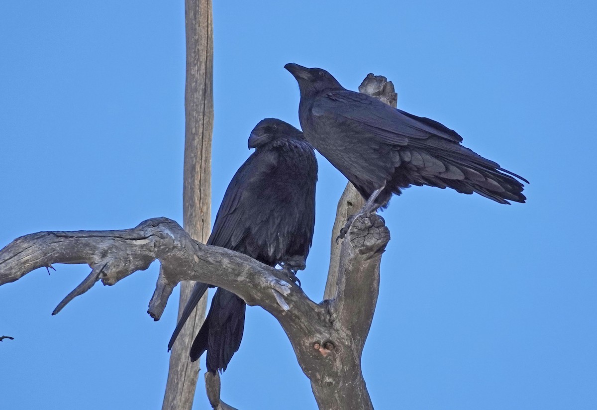 עורב שחור - ML646315777
