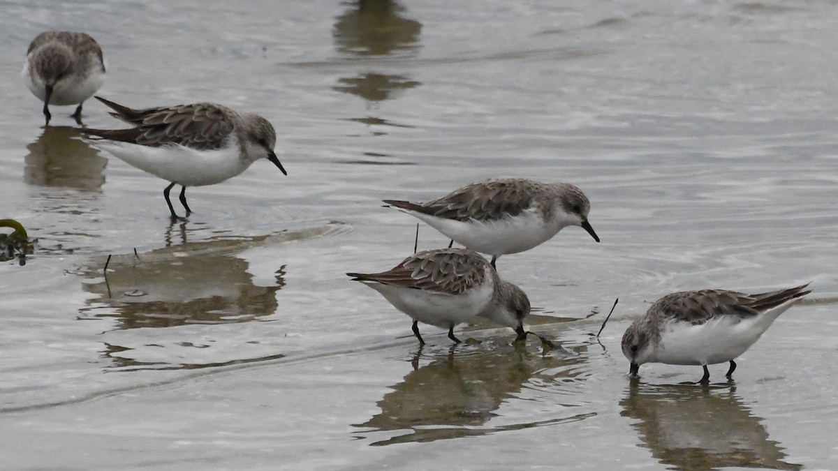 Gambecchio collorosso - ML646315778