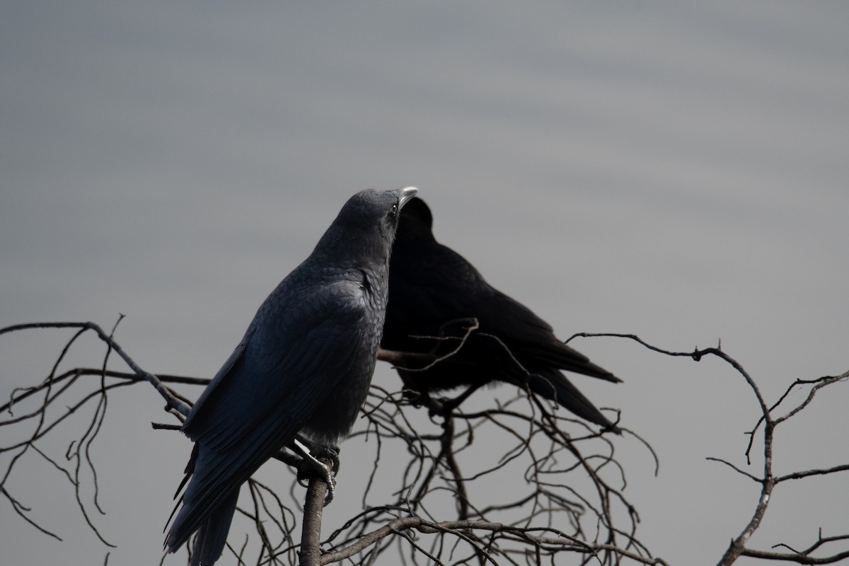 Amerika Kargası - ML646315779