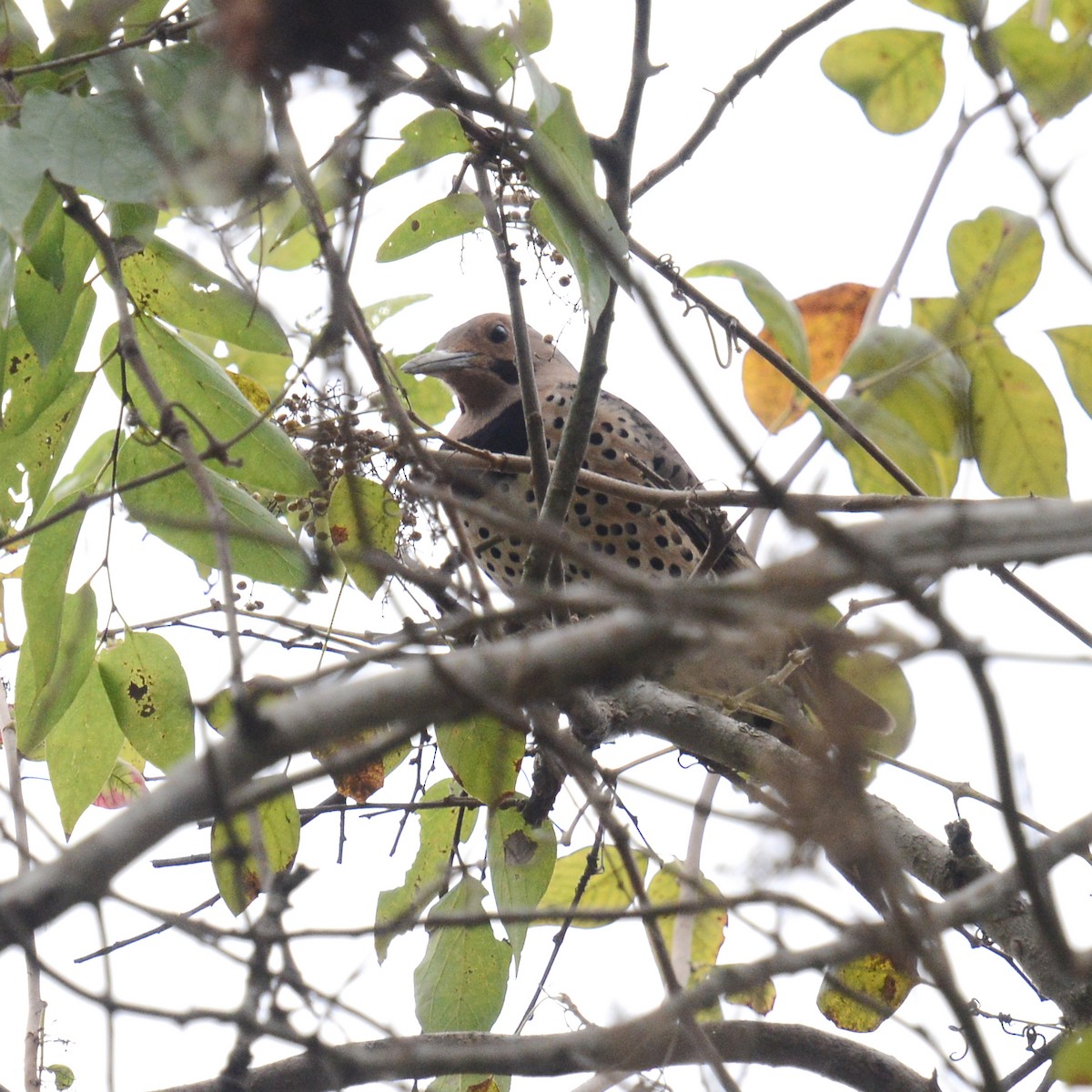Northern Flicker - ML646315782