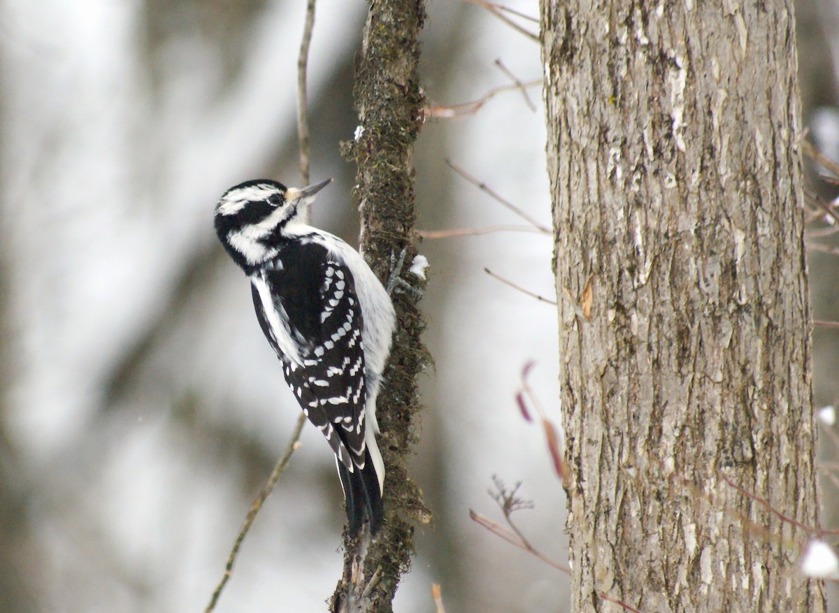 Hairy Woodpecker - ML646315783