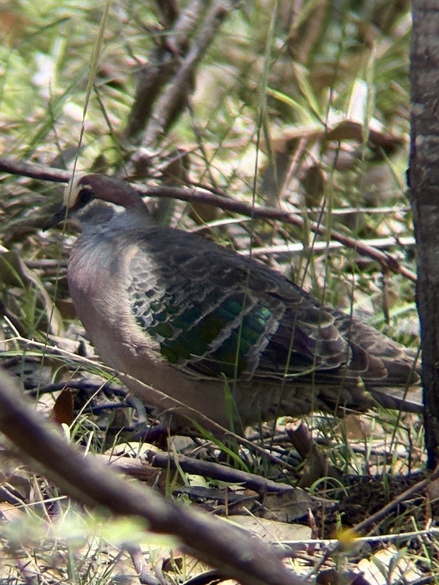 Common Bronzewing - ML646315784